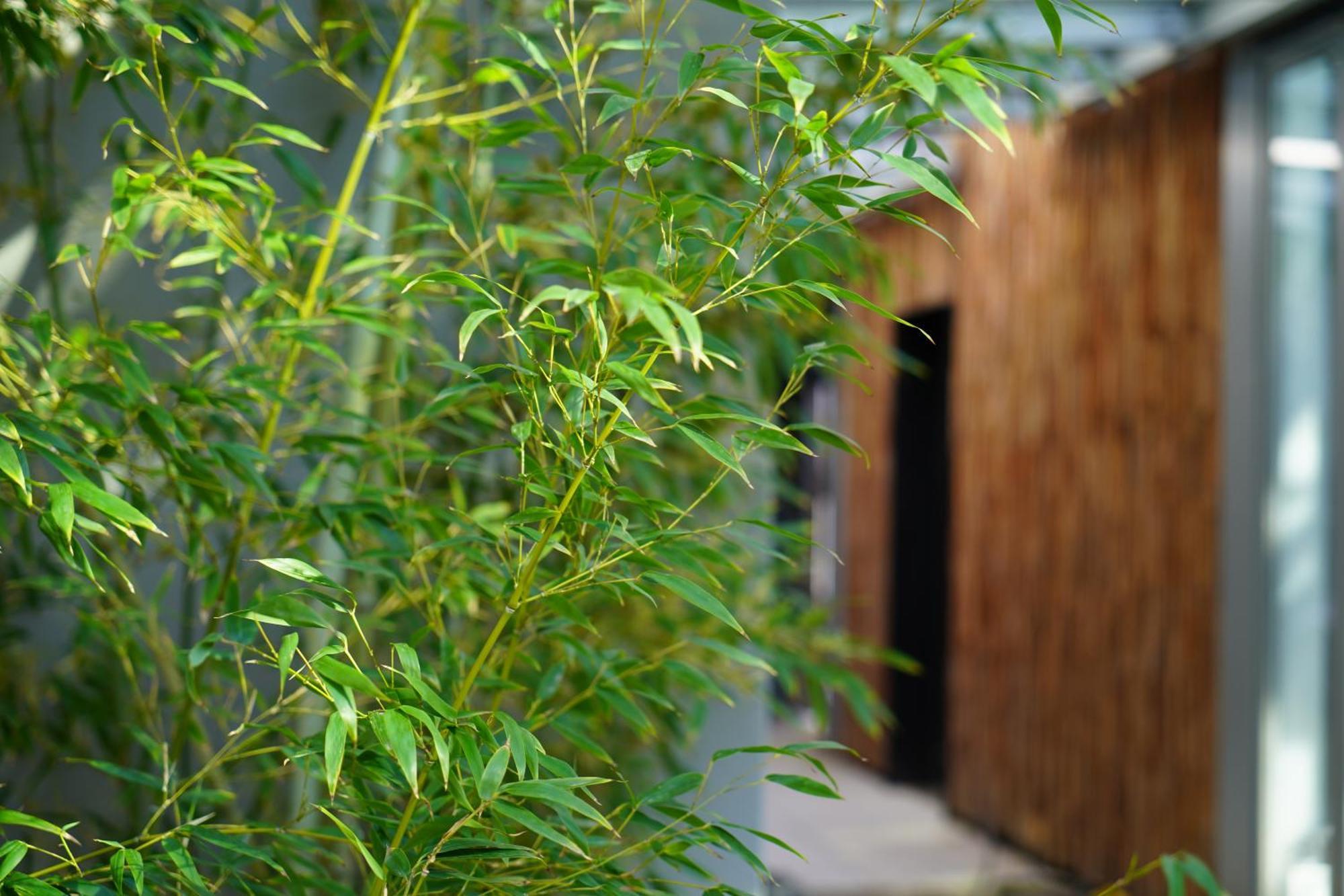 Sly Berlin Ξενοδοχείο Εξωτερικό φωτογραφία Bamboo